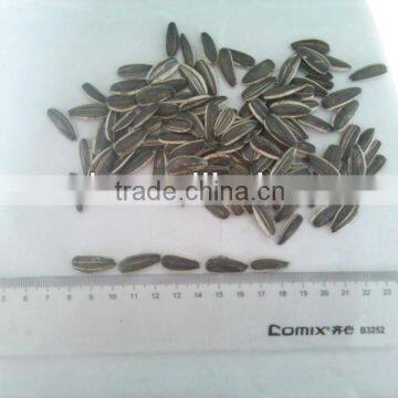 Delicious confectionery sunflower seed for sale