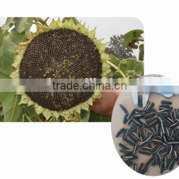 Beautiful grain appearance hybrid sunflower seeds