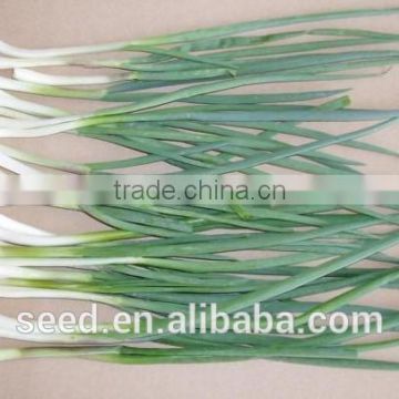 SXGO No.4 Green Little Shallot Seeds Vegetable seeds