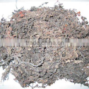 GRACILARIA SEAWEED WITH BEST PRICE AND PREMIUM QUALITY!