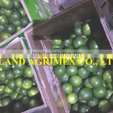 LEMON/LIME FOR SALE FROM VIETNAM!