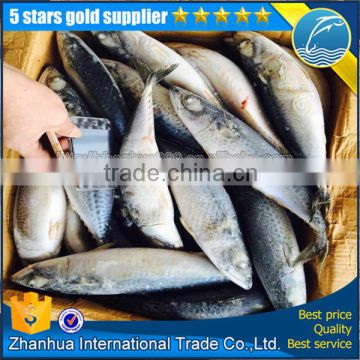 pacific mackerel cheap sale, frozen pacific mackerel fish on market