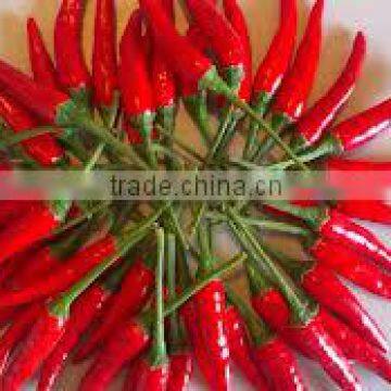 fresh chili with cheapest price from Vietnam