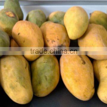 Fresh Pakistani Mango photo-5