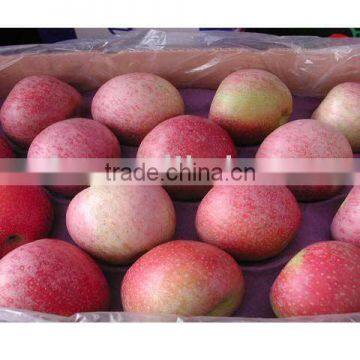 China big qinguan apple