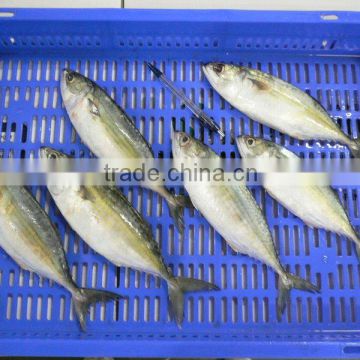 Frozen Indian Mackerel Whole Round