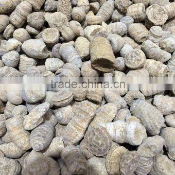 Natural High Quality Anthozoa Crystal Stone Fossil For Sale