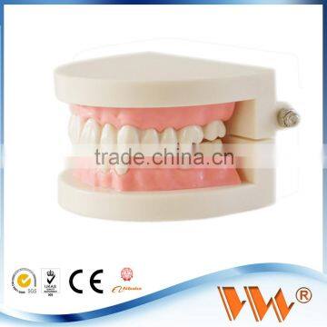 1/2 standard plastic dental model of teeth/ teeth model