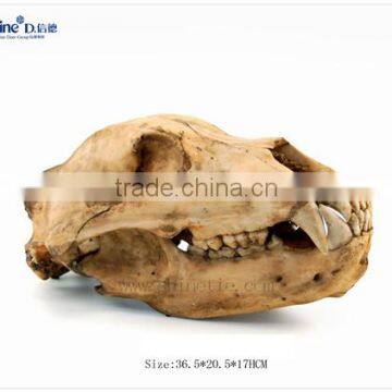 polyresin t rex dinosaur skull animal skeleton wholesale interior decoration