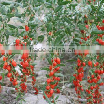 Goji Berry Price, Dried Organic Goji Berry photo-5