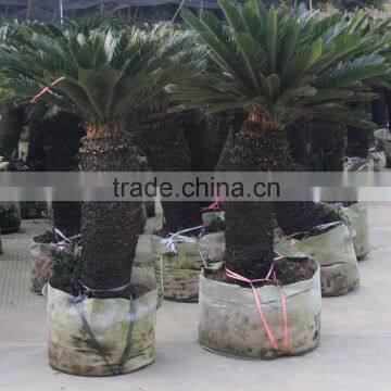 Landscaping planting sago palms in pots with top quality