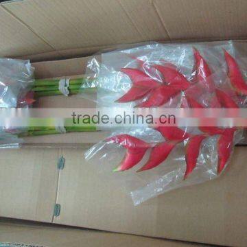 imitation dropping heliconia