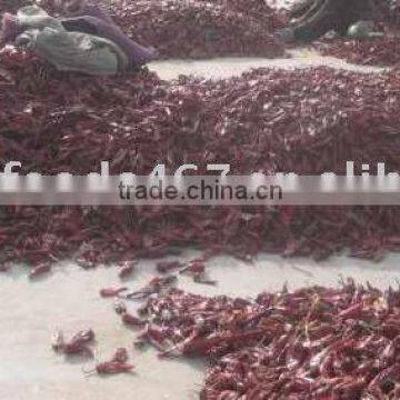Chilli