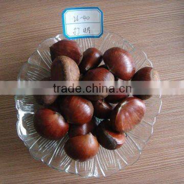 New crop chestnut health food with factory price