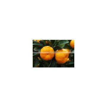 chinese Mandarin orange for sale