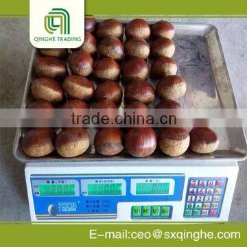 bulk chestnut with shell for wholesales