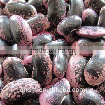 Chinese new crop black speckled kidney beans with high protein