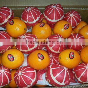 All Types of 100% pure and Natural Valencia plus Navel Orange from Egypt