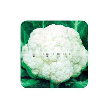 Early Mature Hot Resistance Hybrid Cauliflower Seeds 58-60 Days