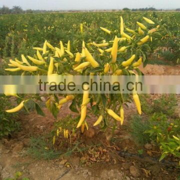 High Quality Colorful pepper seeds ornamental pepper seeds Chili Seeds for planting