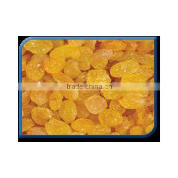 YELLOW RAISIN FROM INDIA