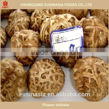 dry shiitake flower shiitake