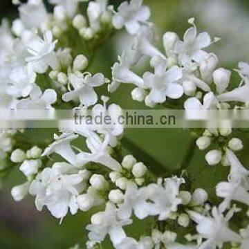 Valeriana Officinalis Extract Powder