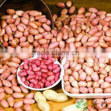 China Good Quality Oil Extractor Peanuts photo-2