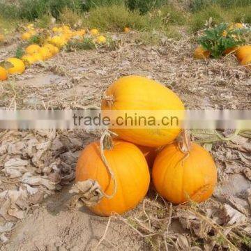 Bulk Pumpkin Kernels Grow Without Shell for Oil Use Export Grade photo-4