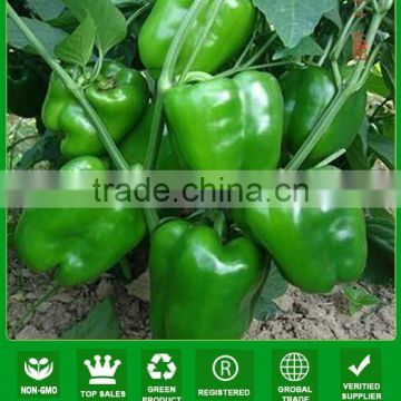 NSP14 Shengmi hybrid Green pepper plant seeds for planting