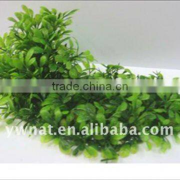 aquarium plants