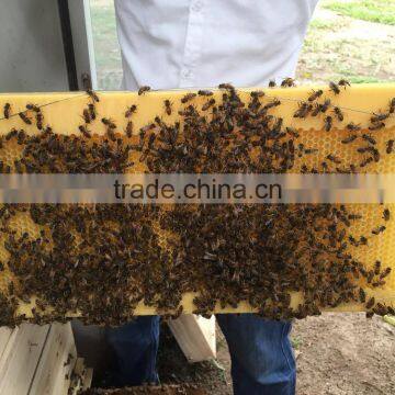 Super supplier plastic honey flow beehive frame