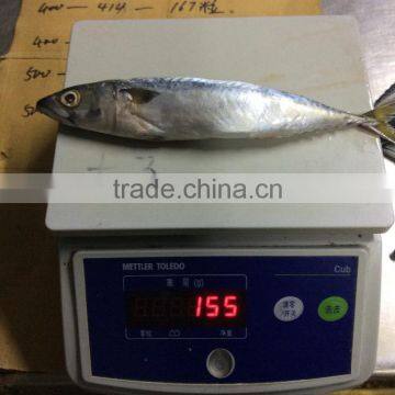 Grade A Frozen Pacific Mackerel photo-6