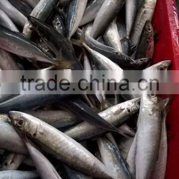 SCAD: ROUND/ LAYANG/ YELLOW TAIL/ YELLOWSTRIPE/ BIG EYES photo-6