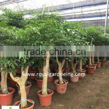 Heteropanax Fragrans High 1-2m photo-2
