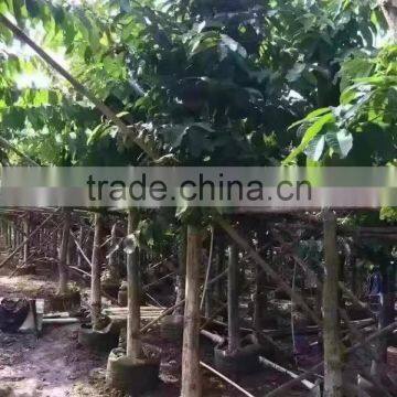 Lagerstroemia Speciosa Dia 6-20cm Landscaping Tree photo-4