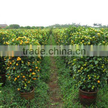 citrus shrubs