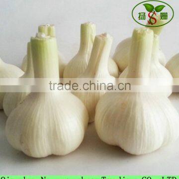 4.5cm 5.0cm 5.5cm 6.0cm Fresh JinXiang Purple White/Pure White Garlic