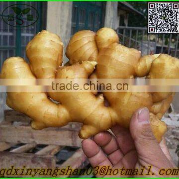 Fresh Ginger for China/air Dry Ginger photo-3