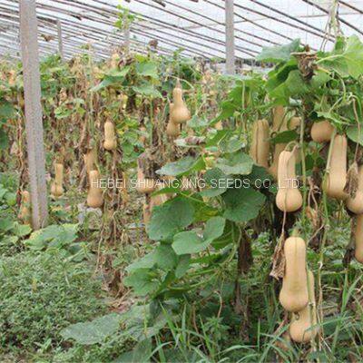 Tough Rind Orange Skin Hybrid Pumpkin Seeds photo-4