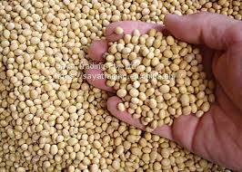 Soybean