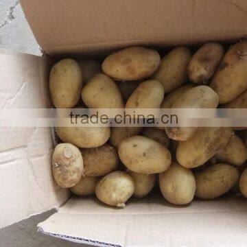 2015 new crop of the potato with lowest price