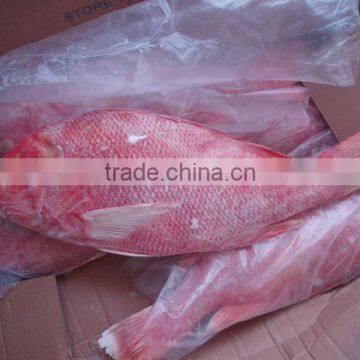 Sea Frozen Red Snapper
