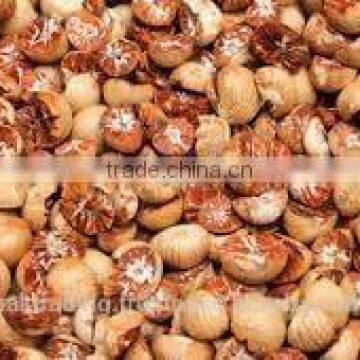 Betelnut Premium Quality photo-2