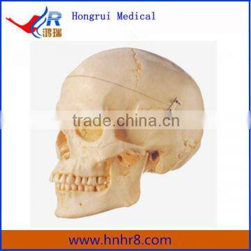 Hot Sale Adult Skull Model Price