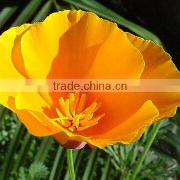 Californican Poppy , Eschscholtzia, flower seeds , herb seed,vegetalbe seed,fruit seed,grass seed