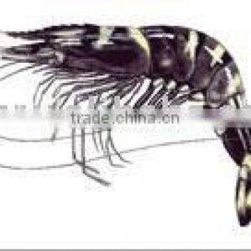 Black Tiger Shrimp