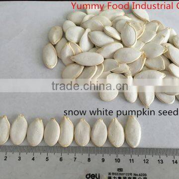 Snow White Pumpkin Seeds 11cm