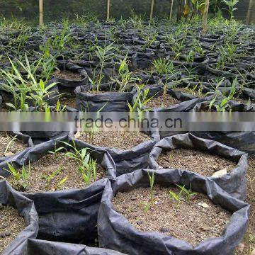 Vietnam Fresh Ginger photo-5