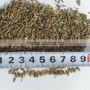 cumin